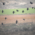 birding in spain birding holiday steppes red-billed chough photo
